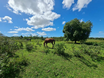 NO ASFALTO, RELEVO IDEAL PARA HARAS, 100.000 PÉS EUCALIPTO